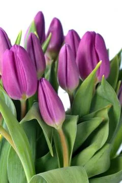 Violet tulips Stock Photos