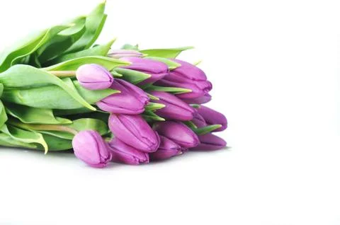 Violet tulips Stock Photos