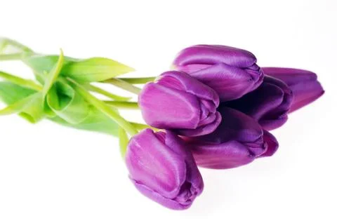Violet tulips Stock Photos