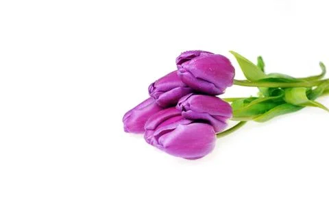 Violet tulips Stock Photos