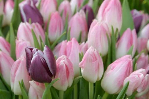 Violet tulips Stock Photos