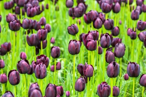 Violet tulips, in spring, under the bright sun. Stock Photos