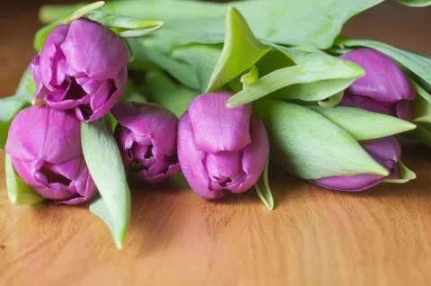 Violet tulips on the table Stock Photos