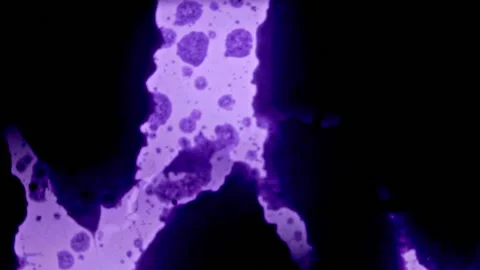 Violet Vectors 库存影片 139359270