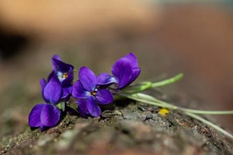 Violet viola odorata close up with field backgroun, springtime Stock Photos