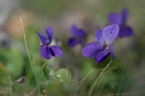 Violet viola odorata close up with field backgroun, springtime 스톡 사진
