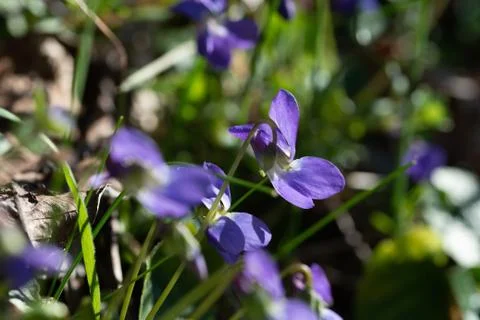 Violet viola odorata close up with field backgroun.Springtime blossom Stock Photos