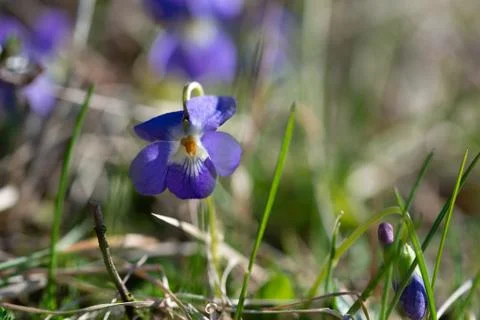 Violet viola odorata close up with field backgroun.Springtime blossom Stock Photos