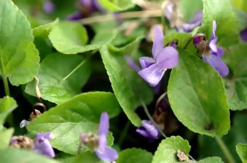 Violet, Viola, violet blossoms in spring, close-up, with green leaves Stock Photos