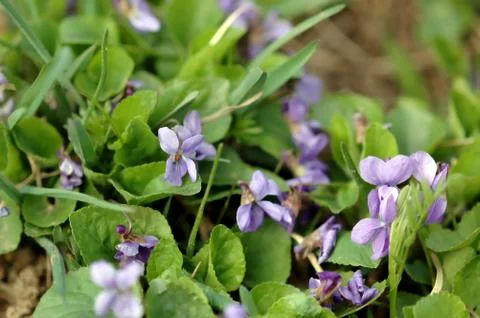 Violet, Viola, violet blossoms in spring, close-up, with green leaves Stock Photos