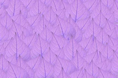 Violet wall Stock Photos