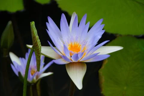 Violet Water Lily - flower closeup Stock Photos
