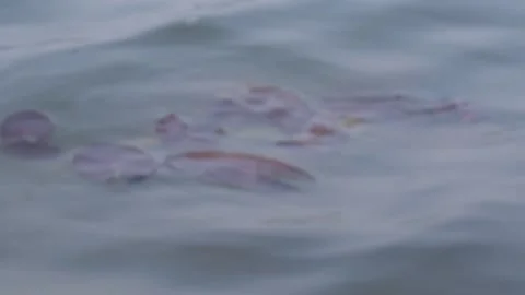 Violet Water Plants floating over the clean water of a lake. Stock Footage 131585006