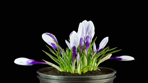  Violet-white crocuses bloom in spring. Isolated on black background time lapse Stock Footage 105653630