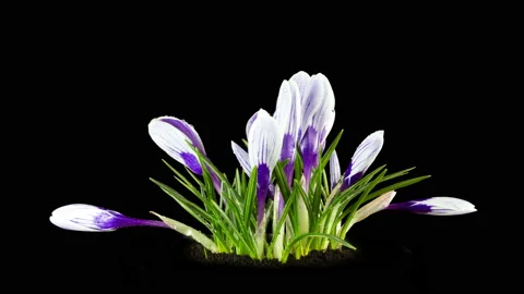 Violet-white crocuses bloom in spring. Isolated on black background. Time lapse Stock Footage 105862705