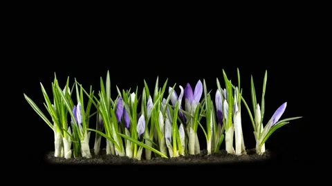  Violet-white crocuses bloom in spring. Isolated on black background. Time lapse Stock Footage 105897318
