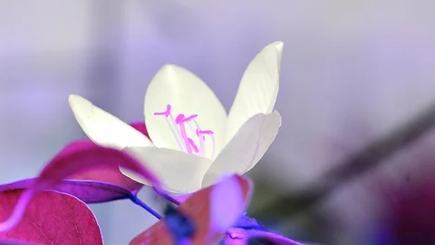 Violet white flower Stock Footage 90069079