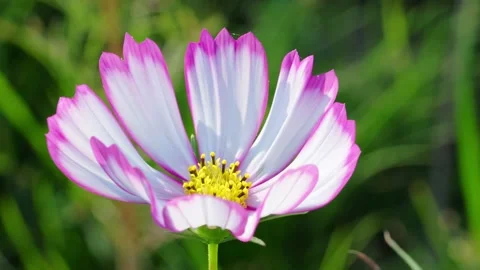 Violet White Flower Stock Footage 232404164