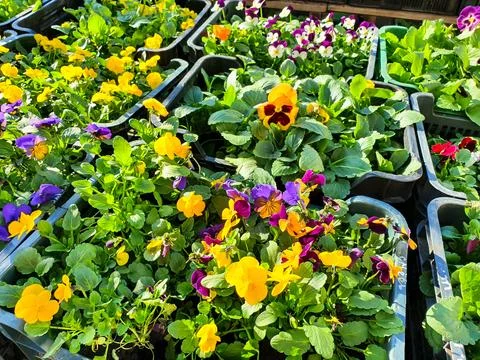Violet white spring flowers viola cornuta. Purple, pink, orange seedlings Stock Photos