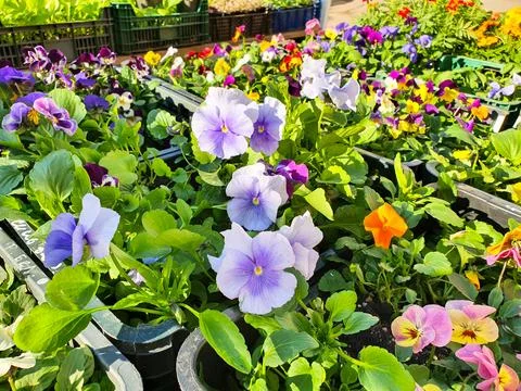 Violet white spring flowers viola cornuta. Purple, pink, orange seedlings Stock Photos