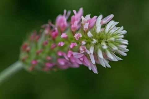 Violet wild flower Gratis Stockfotos