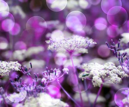 Violet wild flowers background Stock Illustration