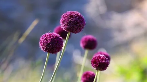 Violet wild onion flowers Stock Footage 74516410