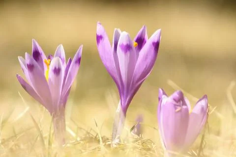 Violet wild spring crocuses on mountain meadow ( Crocus sativus ) 库存照片