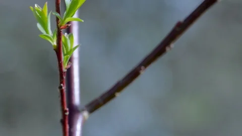 Violet Willow Stock Footage 99439149