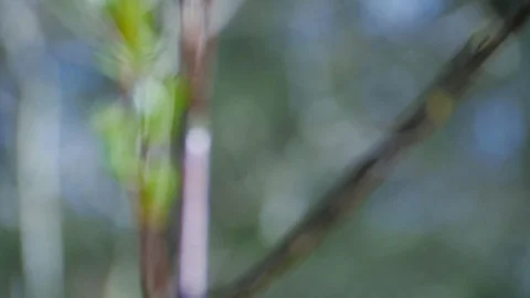 Violet Willow Green Buds Rack Focus Shot Video stock 99436917