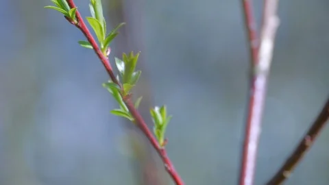 Violet Willow Spring Leaves Stock Footage 99437716