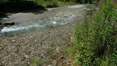Violet willowherb at a brook in the Bavarian alps Stock Footage 78196431