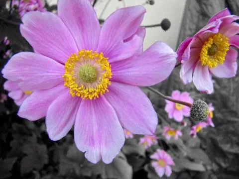 Violet yellow blossom with black withe background Stock Photos