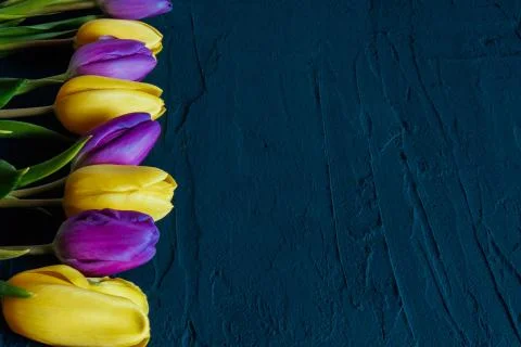 Violet-yellow tulips on the table Stock Photos