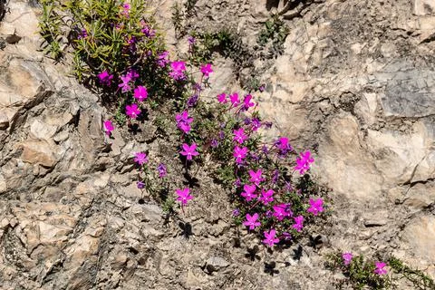 The Violeta de Cazorla or Viola cazorlensis is an endemic species of the Sierra Stock Photos