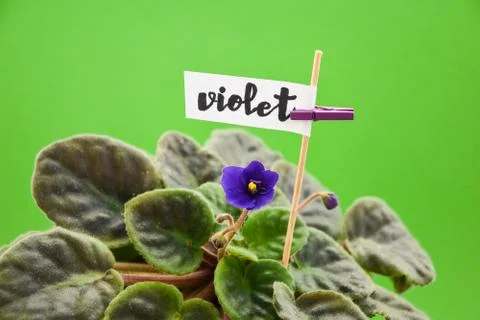 Violeta, violet flower, with word violet Stock Photos