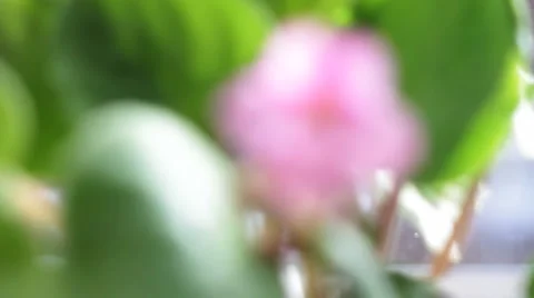 Violets 1 Stock Footage 2347680