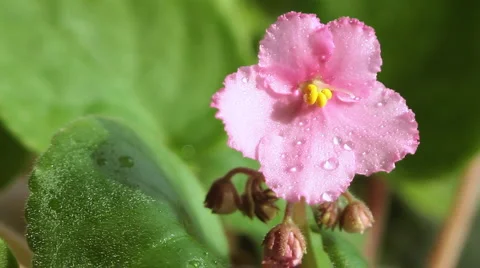 Violets 10 Stock Footage 2348093