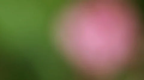 Violets 11 Stock Footage 2348018