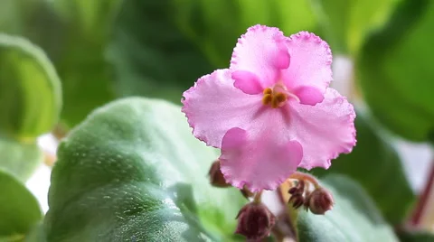 Violets 2 Stock Footage 2347875