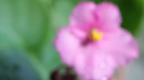 Violets 4 스톡 동영상 2347644