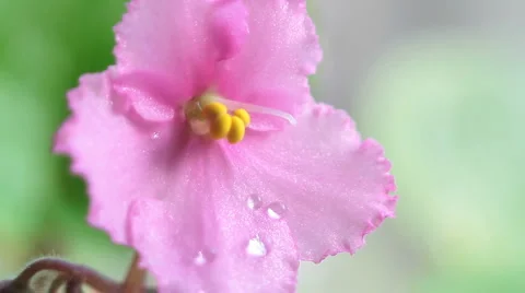 Violets 5 Stock Footage 2347638