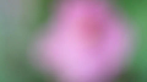 Violets 7 Stock Footage 2348065