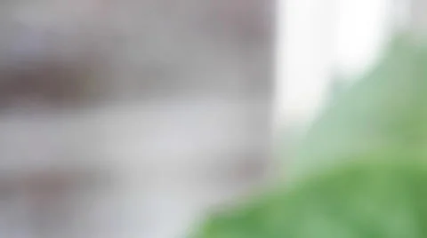 Violets 9 Video stock 2348114