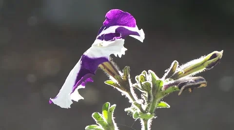 Violets and insects in forest Stock Footage 50757850
