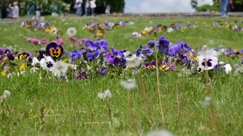 Violets are blooming in the flowerbed. Bees fly over flowers. Vidéo 263916216