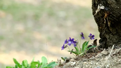 Violets are swaying rustling. Vidéo 145971898