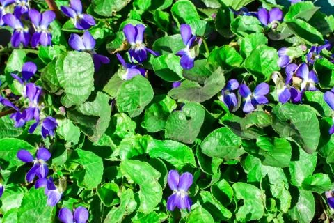 Violets. Beautiful first spring flowers bloom in the sunlight. Spring flowers Stock Photos
