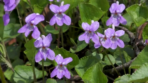Violets that bloom pretty in the spring field Stock Footage 144907253