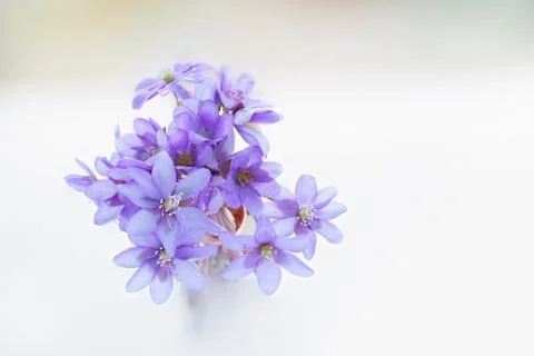 Violets blossoms Stock Photos